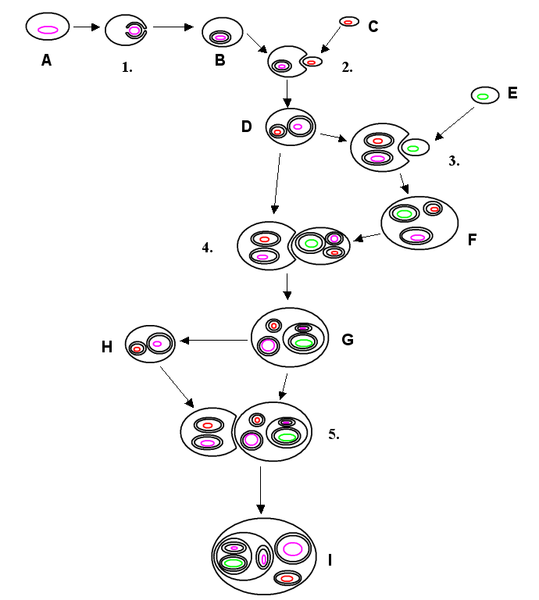 Endosymbiosis