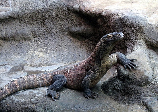 Varanus komodoensis