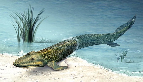 Tiktaalik