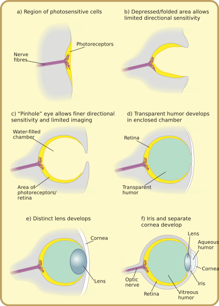 Eye Evolution