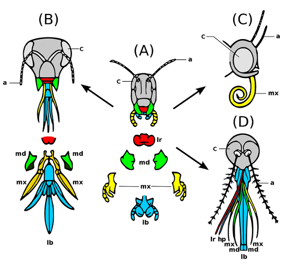 Insect Mouthparts