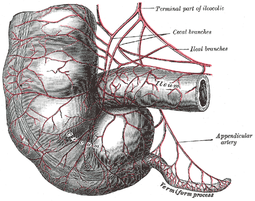 Veriform Apendix Connected to Large Intestine