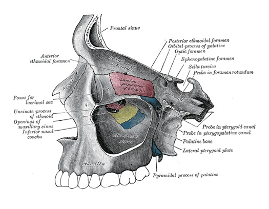 maxillary sinuses