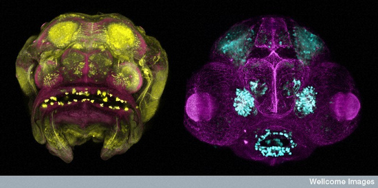 cavefish and zebrafish embryos