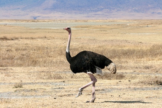 Ostrich