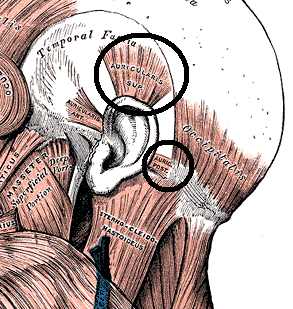 Ear Muscles