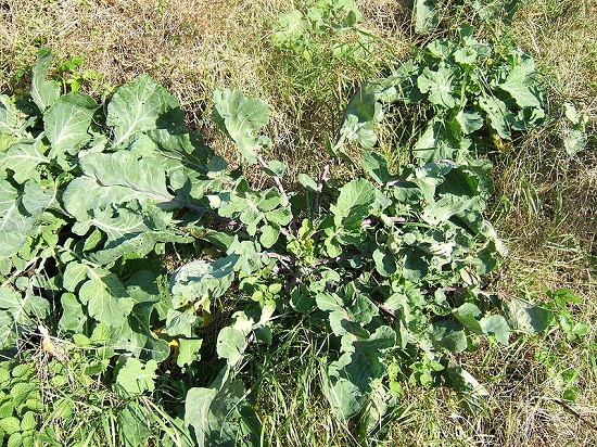 Brassica oleracea