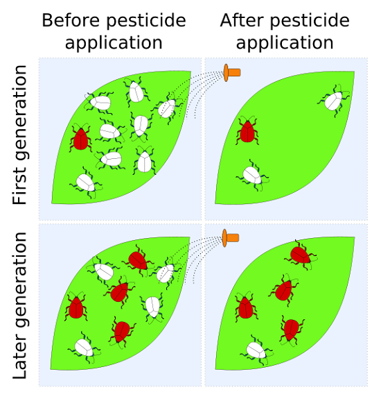 Pest resistance