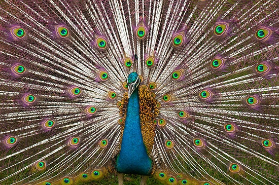 Indian Peacock Plumage