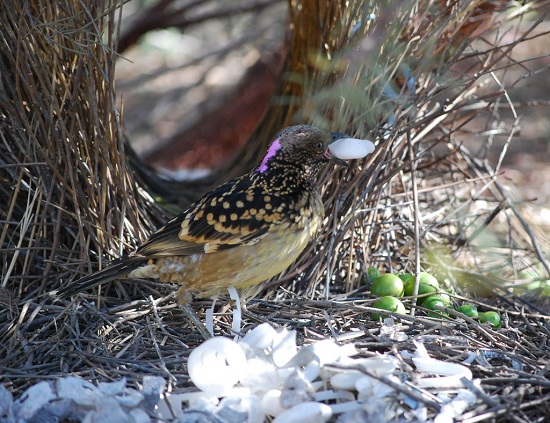 Bowerbird Sorting His Treasures