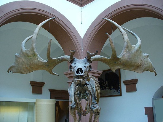 Irish Elk