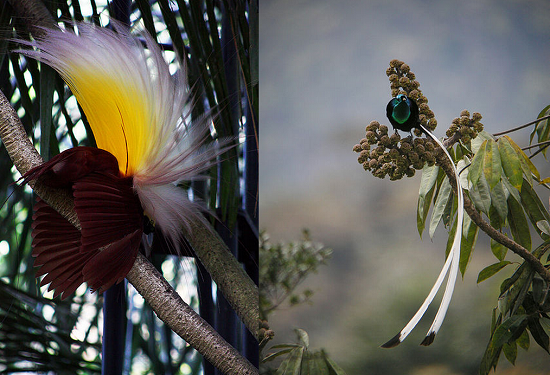 Bird of Paradise