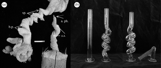 Duck genitalia and mechanical barriers