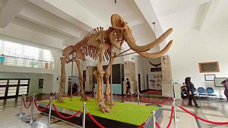 ancient elephant fossil geology museum bandung