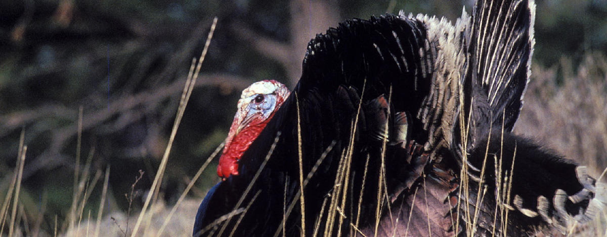 Draw results available for spring turkey controlled hunts | Idaho Fish ...