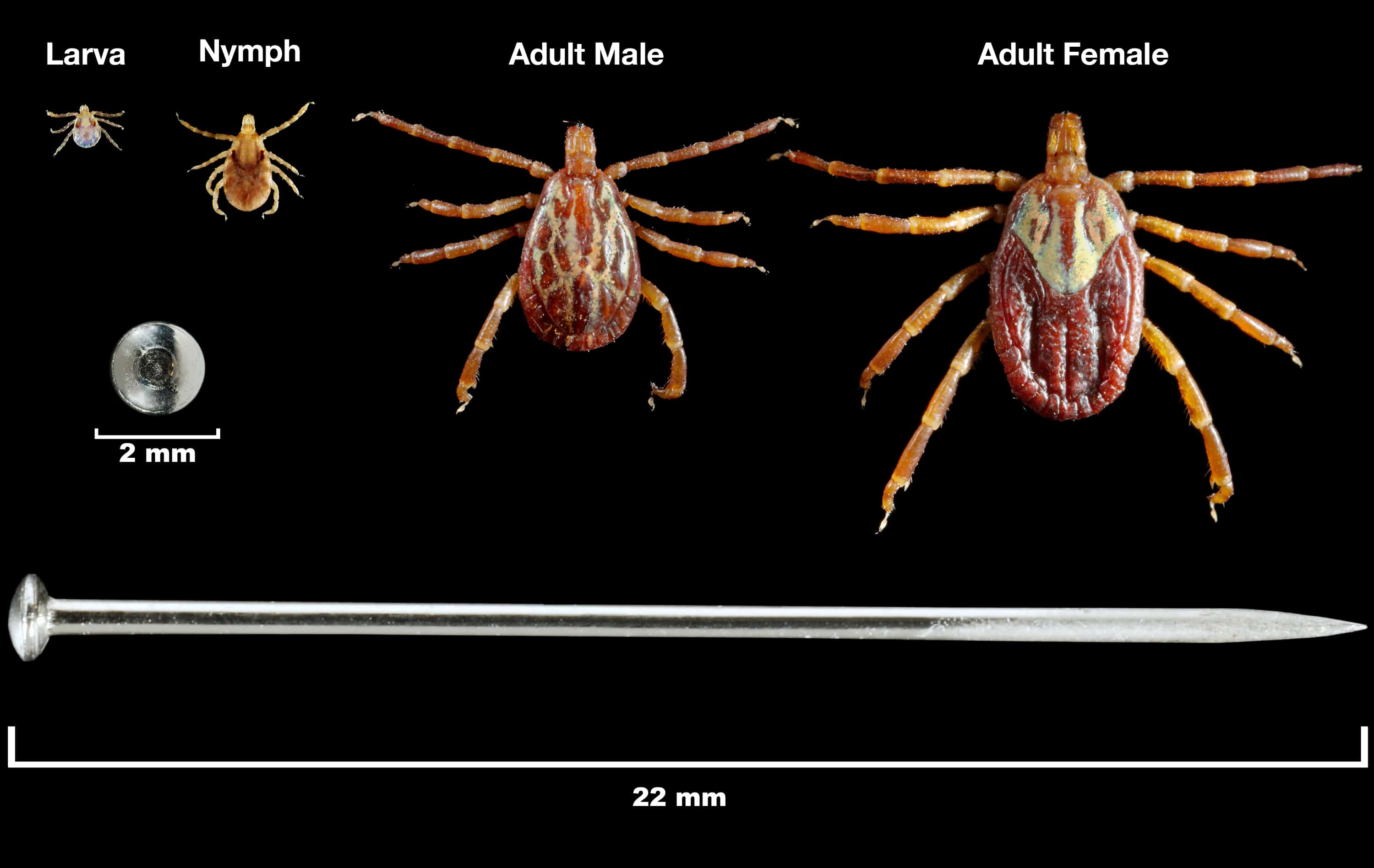 Tick Bite On Human