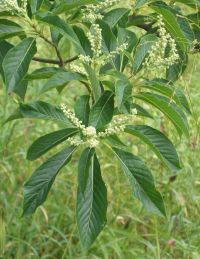 Clethra barbinervis