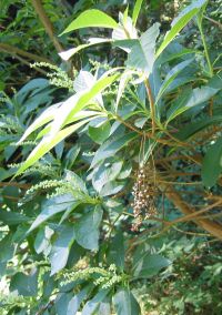 Clethra barbinervis