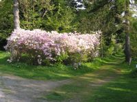 Rhododendron schlippenbachii