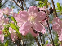 Rhododendron schlippenbachii