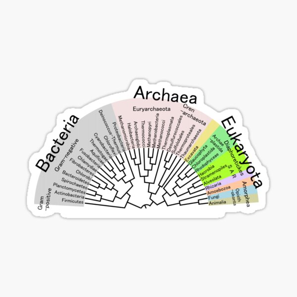 Phylogenetic Evolutionary Tree: Bacteria, Archaeva, Eukaryota Sticker