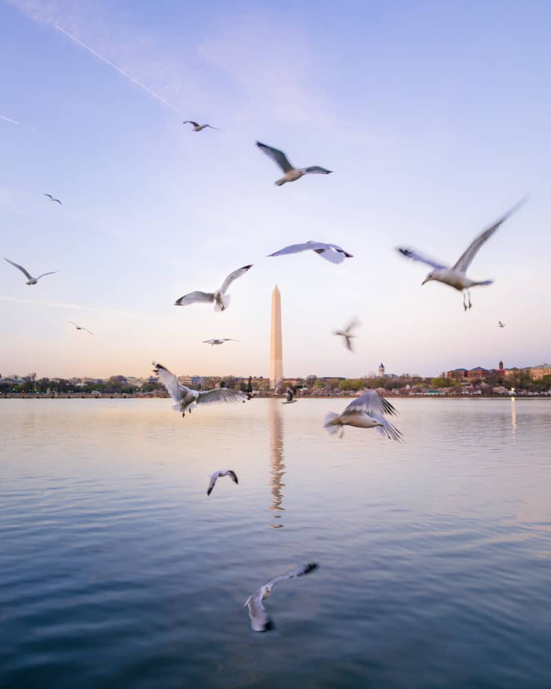 View of the Washington Monument from the Tidal Basin with birds