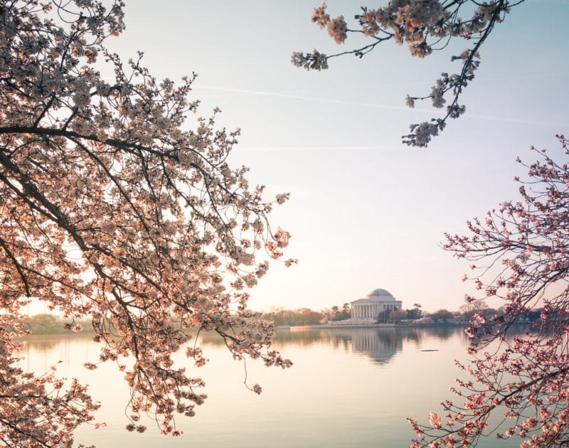 Jefferson Memorial Sunrise at the Cherry Blossoms on the Tidal Basin