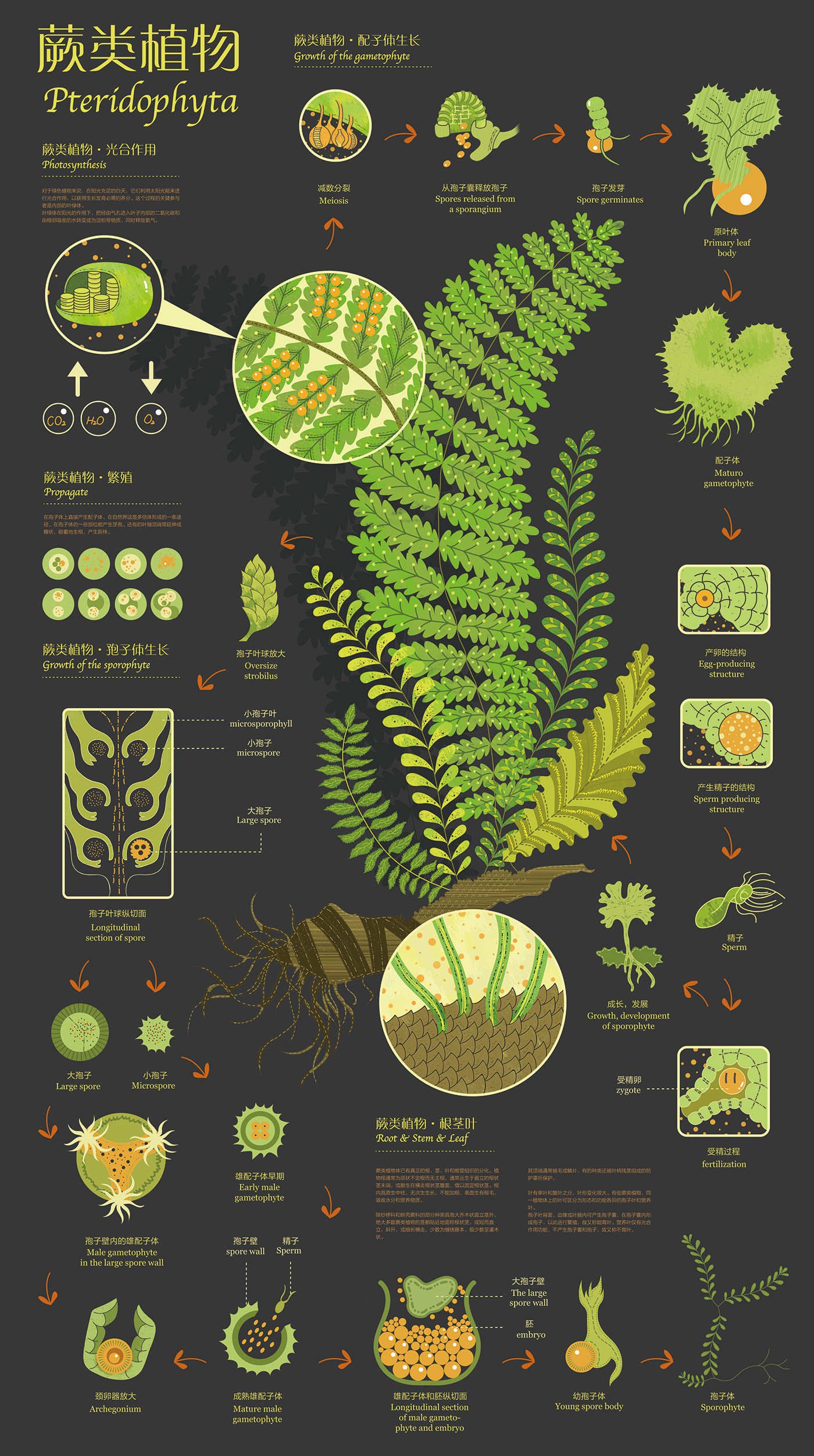 Infographic of Plants — Information is Beautiful Awards