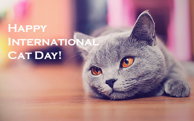 International Cat Day in 2022 | History, Date & Activities