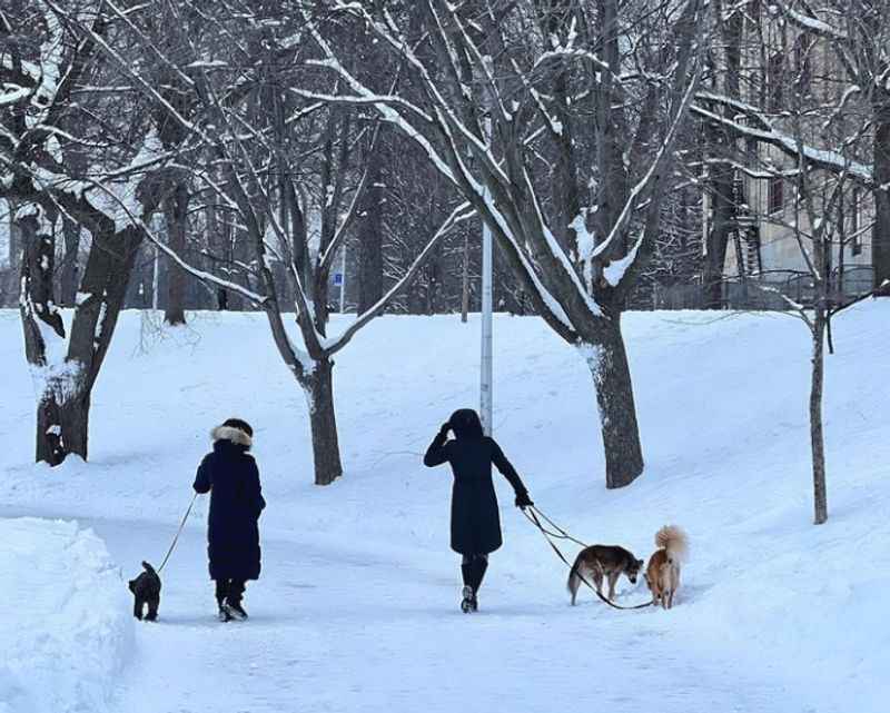 Winter Hiking Trails at La Fontaine Park