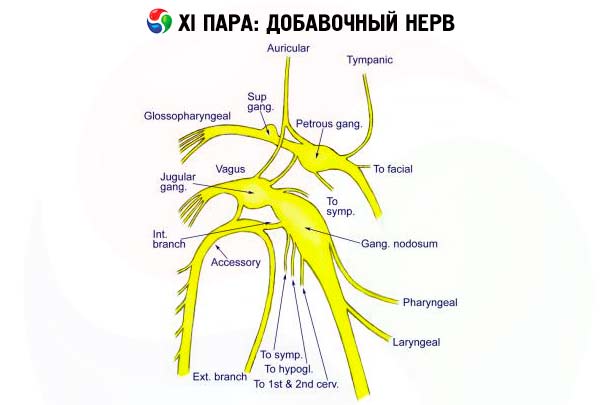 Examination of the cranial nerves: accessory nerve