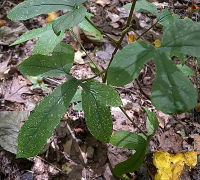 Tall White Lettuce (Prenanthes altissima)