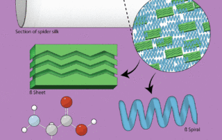 Spider’s Web: A Detailed Look at the Structure of Silk