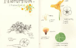 Nasturtium Field Sketching Page