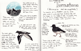 Black Turnstone Field Sketching Page