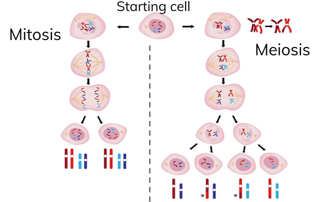 Mitosis Vs Meiosis Number Of Chromosomes