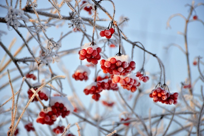 琼花、红色浆果、水果图片