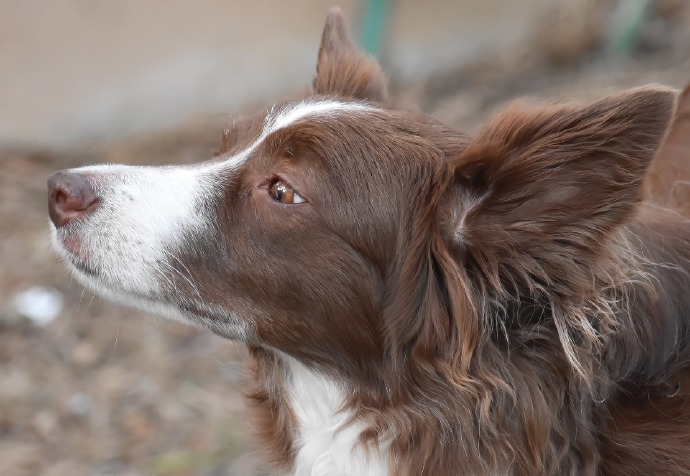 边境牧羊犬、牧羊犬、狗图片