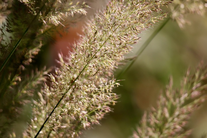 沙苇草 陆芦苇 草