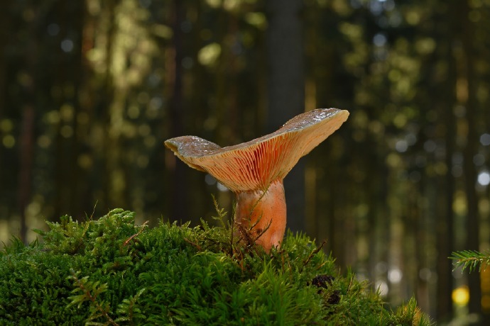 菌菇 苔藓  绿色