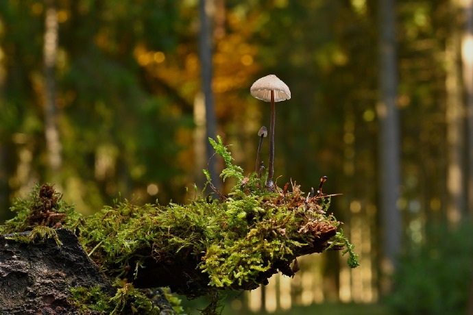 掌舵 蘑菇 苔藓 小清新