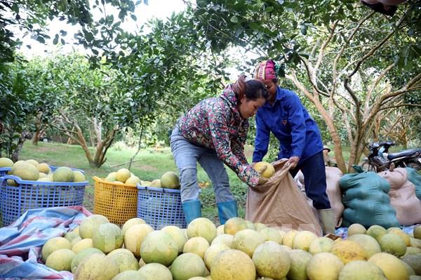 Nông sản xứ Tuyên sang thị trường châu Âu