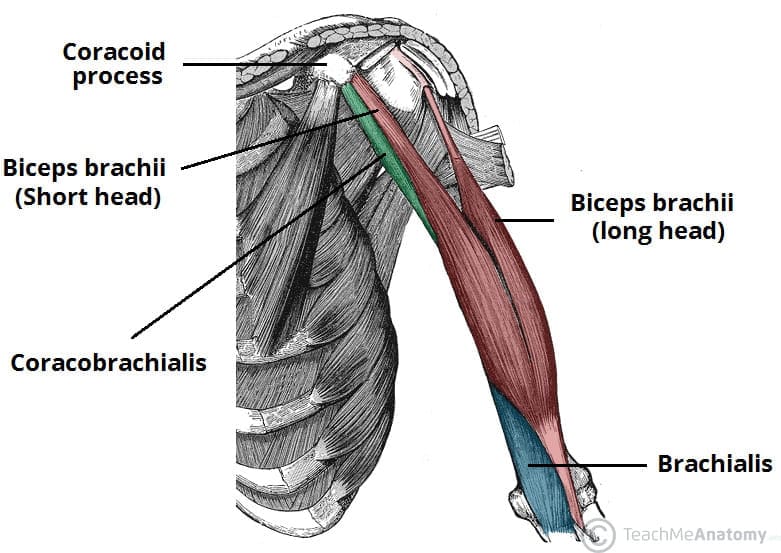 preacher curl Build bigger and stronger arms.