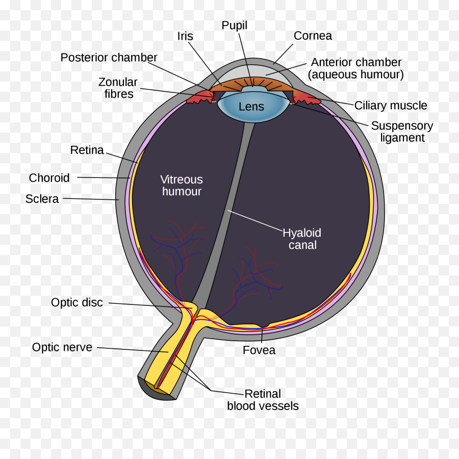 Focus Clipart Eyesight Focus Eyesight Transparent Free For - Hyaloid ...