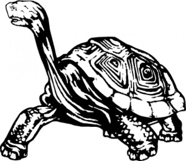 Turtle reptile animal