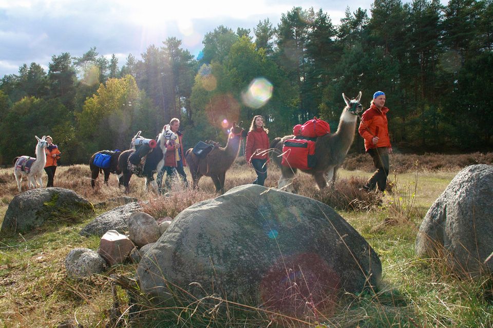 Lamatrekking in der Lüneburger Heide