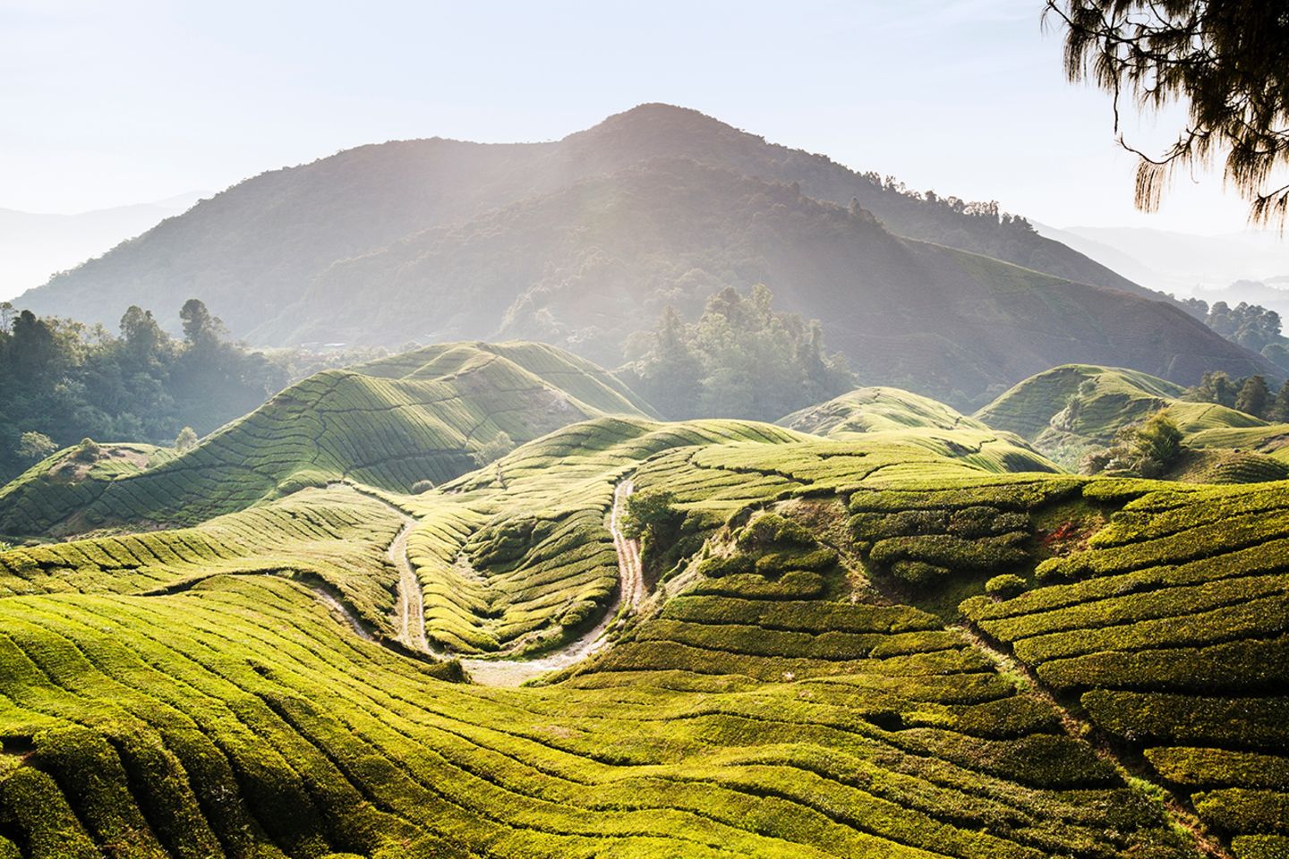 Cameron Highlands, Malaysia