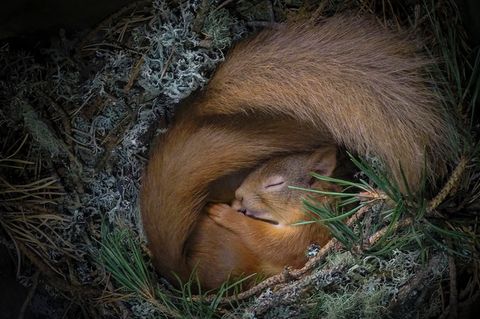 Neil Anderson/ Wildlife Photographer of the Year