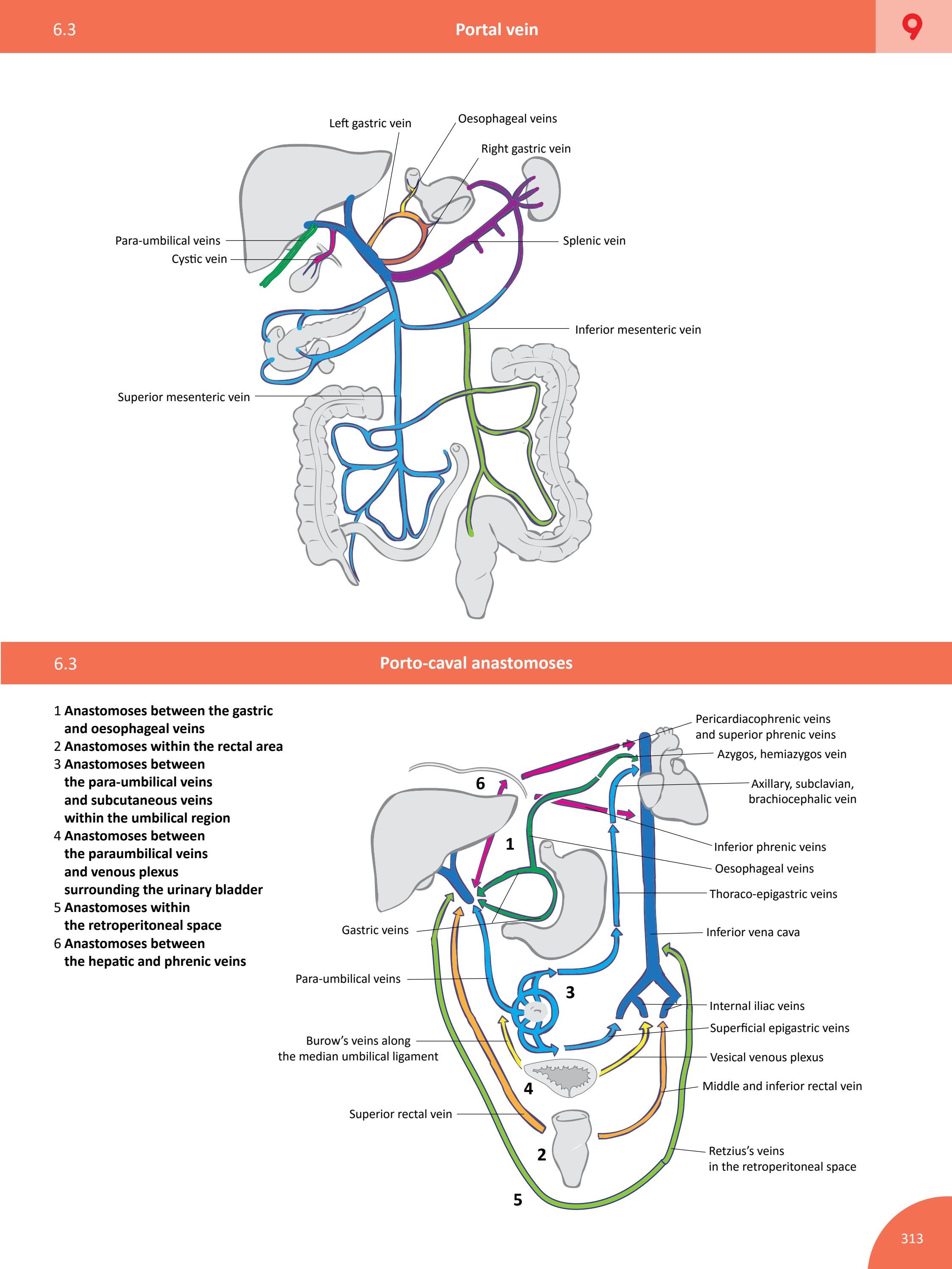 Paraumbilical Vein