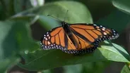 Edible Landscapes & Monarch Butterflies